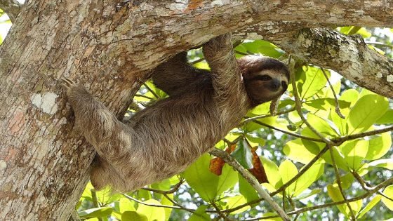 Costa Rican sloth